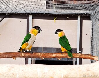 Amazónek černotemenný - 2