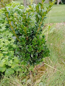buxus - zimostráz - 2