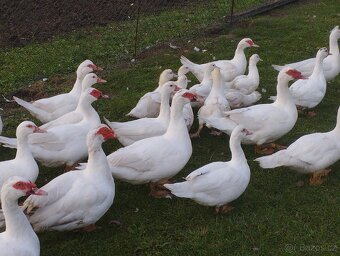 Kachna pižmová - 2