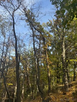 Prodej pozemků v k.ú. Jeníkovice u Choltic - 2