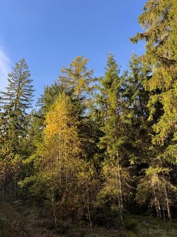 Prodej lesního pozemku k.ú. Havlovice - 2