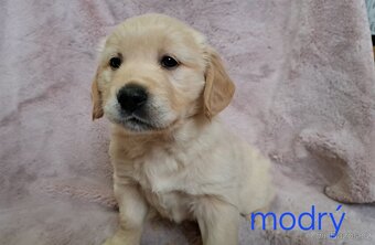 Štěňata zlatý retrívr bez PP - 2