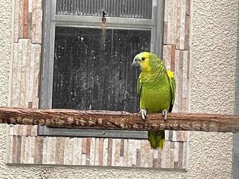 Amazoňan modročelý xanthopteryx - 2