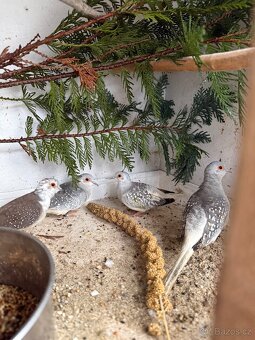 Holoubek Diamantový a Zebřičky - 2