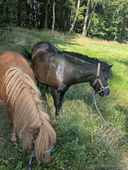 Docházka k poníkovi - 2