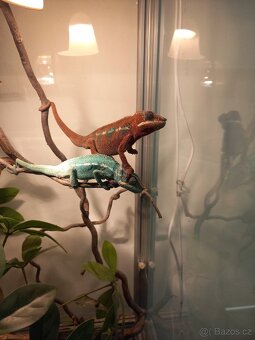 Chameleon terárium - 2