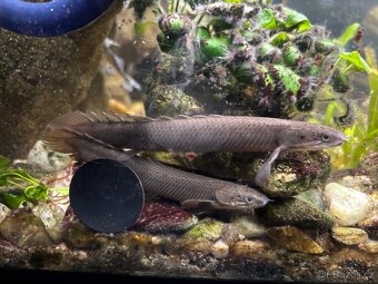Prodám akvarijní rybky - bichir, pancéřníček - 2