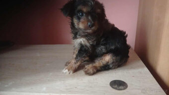 prodam stene yorkshirskeho teriera - 2