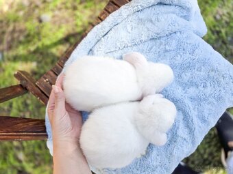 Zakrslí králíčci ihned k odběru - 2