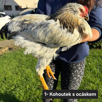 Kohoutci - 2