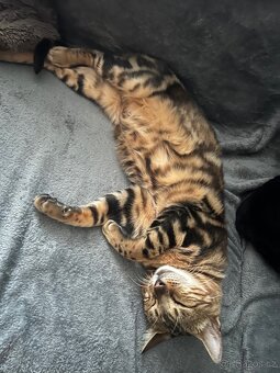 Bengálská kočka - 2