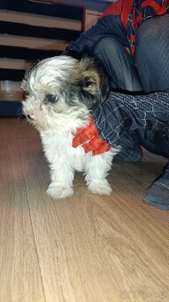 Štěňátko pejsek biewera bez PP - 2