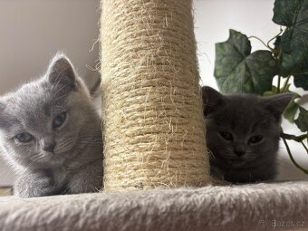 Britská modrá koťata - 2