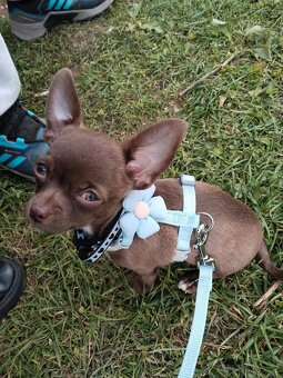 Čivava štěňátko - 2