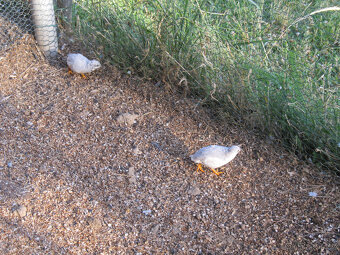 Křepelky čínské - slepičky - 2