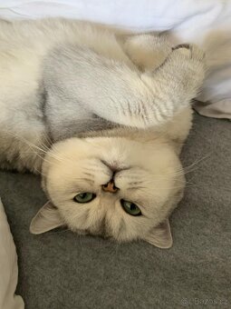 Krytí britský stříbřitý kocour - 2