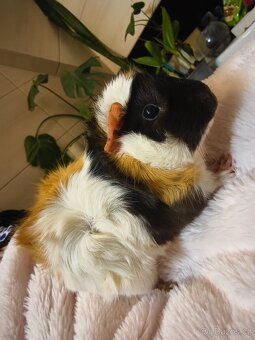 Morče rozeta, samička - 2