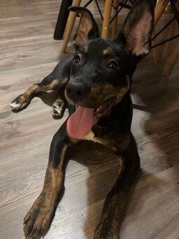 Štěně na prodej - 2