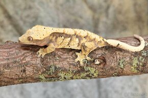 Pagekon řasnatý / ciliatus - samice - 2