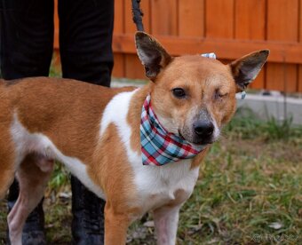 DANIEL K ADOPCI - 2,5 ROKU,PŘÁTELSKÝ,KONTAKTNÍ - - 2