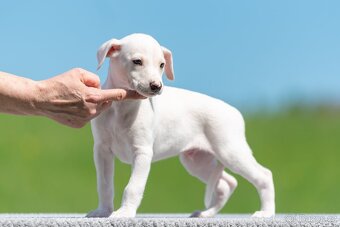 whippet/vipet s PP - 2