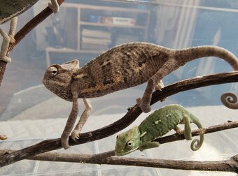 Chameleon jemenský - mláďata - 2