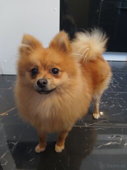 Pomeranian - 2