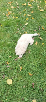 Pudl bílý trpasličí - 2