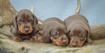 Jezevčík trpasličí - 2