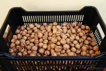 vlašské ořechy - 2
