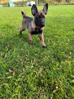 Belgický ovčák malinois s pp - 2
