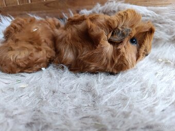 Morče / morčata / morčátko sameček - 2