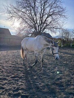 9ti letá klisna - 2