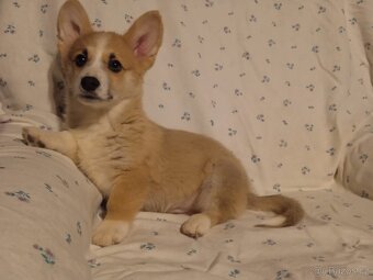 Welsh Corgi - 2