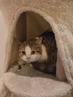 2 koťata kočky britské krátkosrsté - 2