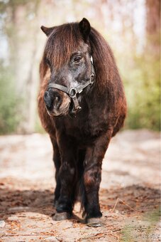 Shetlandský pony - 2