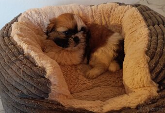 Shih -tzu - fenečky bez pp - 2