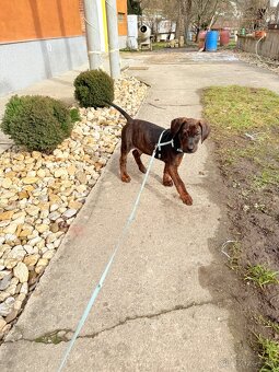 Labrador x Stafford - 2