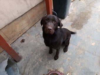 Hnědý labrador - 2