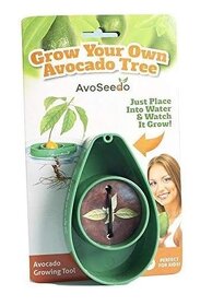 AvoSeedo Vypěstujte si avokádový strom - 2