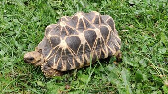 Geochelone Platynota - 2