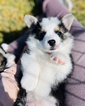 Welsh corgi pembroke s PP (FCI) - 2