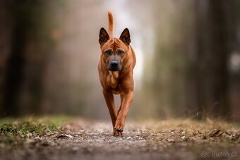 Thajský ridgeback s PP, Thai ridgeback - 2