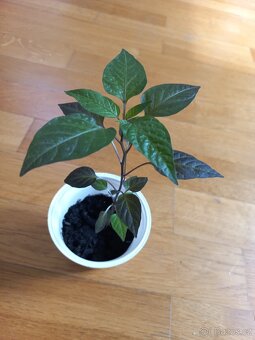 Sazenice chilli papriček - 2