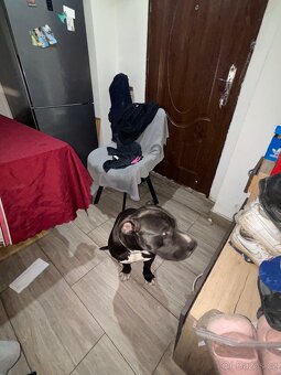 Daruju 1 leteho pitbulla - 2