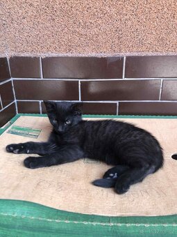KOCOUŘI 🐱 - 2