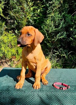 Rhodéský ridgeback s PP nestandartni pejsek 🩷 - 2