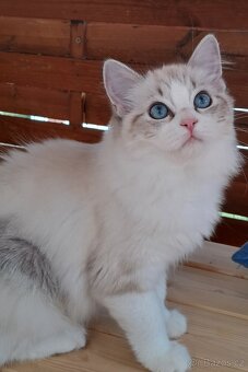 Kočička ragdoll s PP - 2