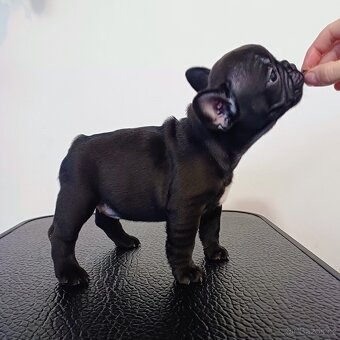 Francouzský buldoček s PP - 2