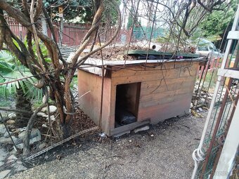 Psí bouda -velká(bernský salašnický pes) - 2